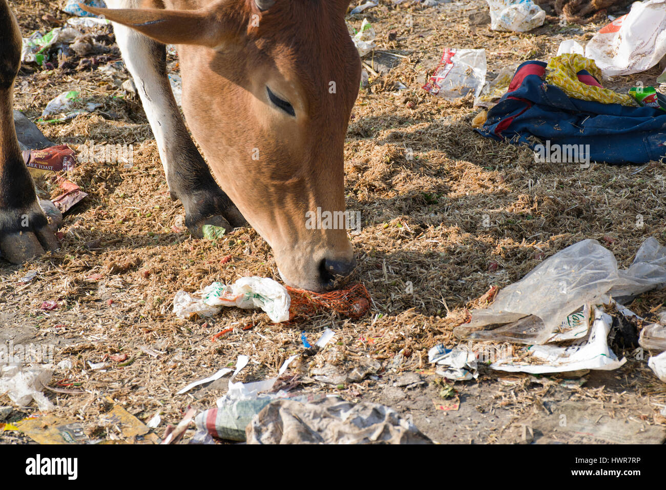 indian street cows eating plastic garbage Stock Photo
