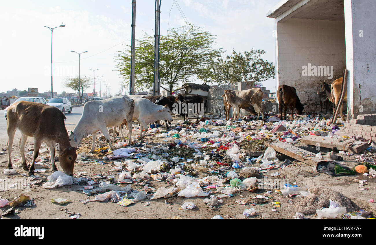 indian street cows eating plastic garbage Stock Photo