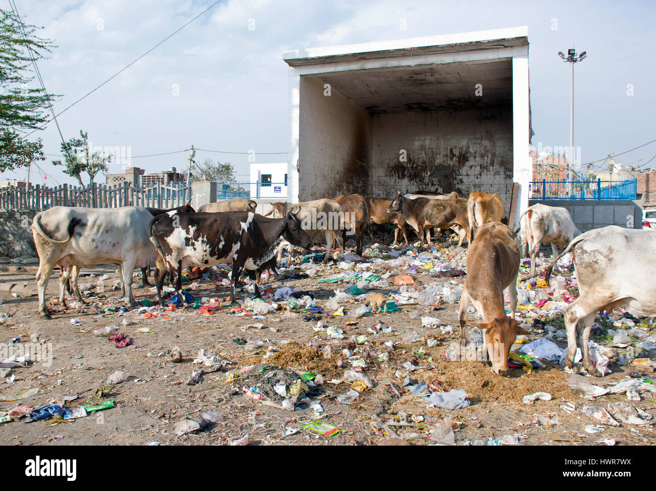 indian street cows eating plastic garbage Stock Photo