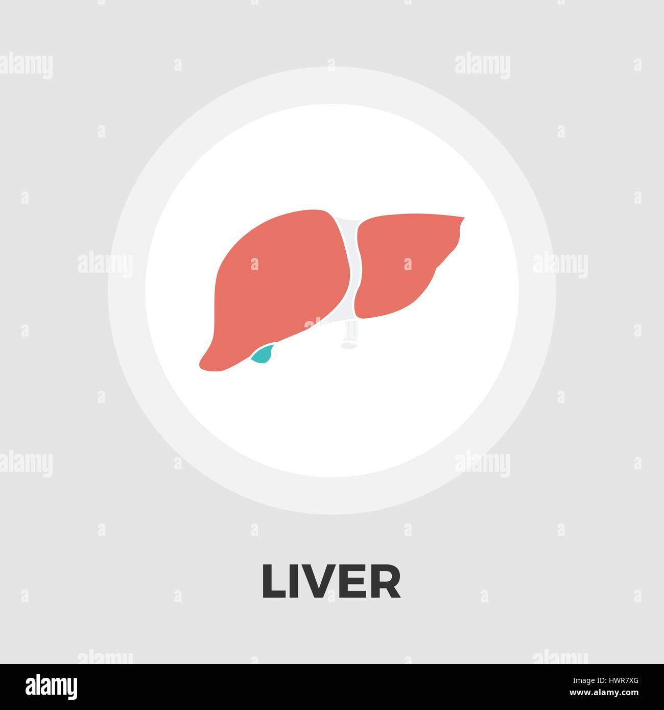 Liver icon vector. Flat icon isolated on the white background. Editable ...