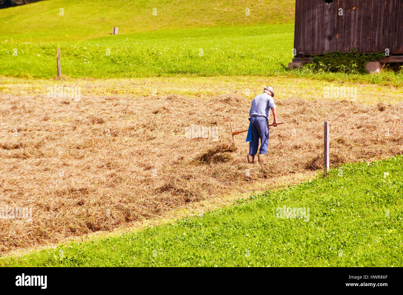 Man raking hay in the northern Italy town of Castelrotto or Kastelruth