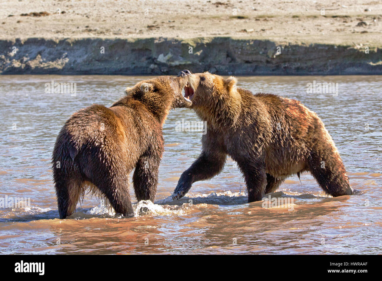 Bears playing at Kuril lake, Kamchatka Stock Photo