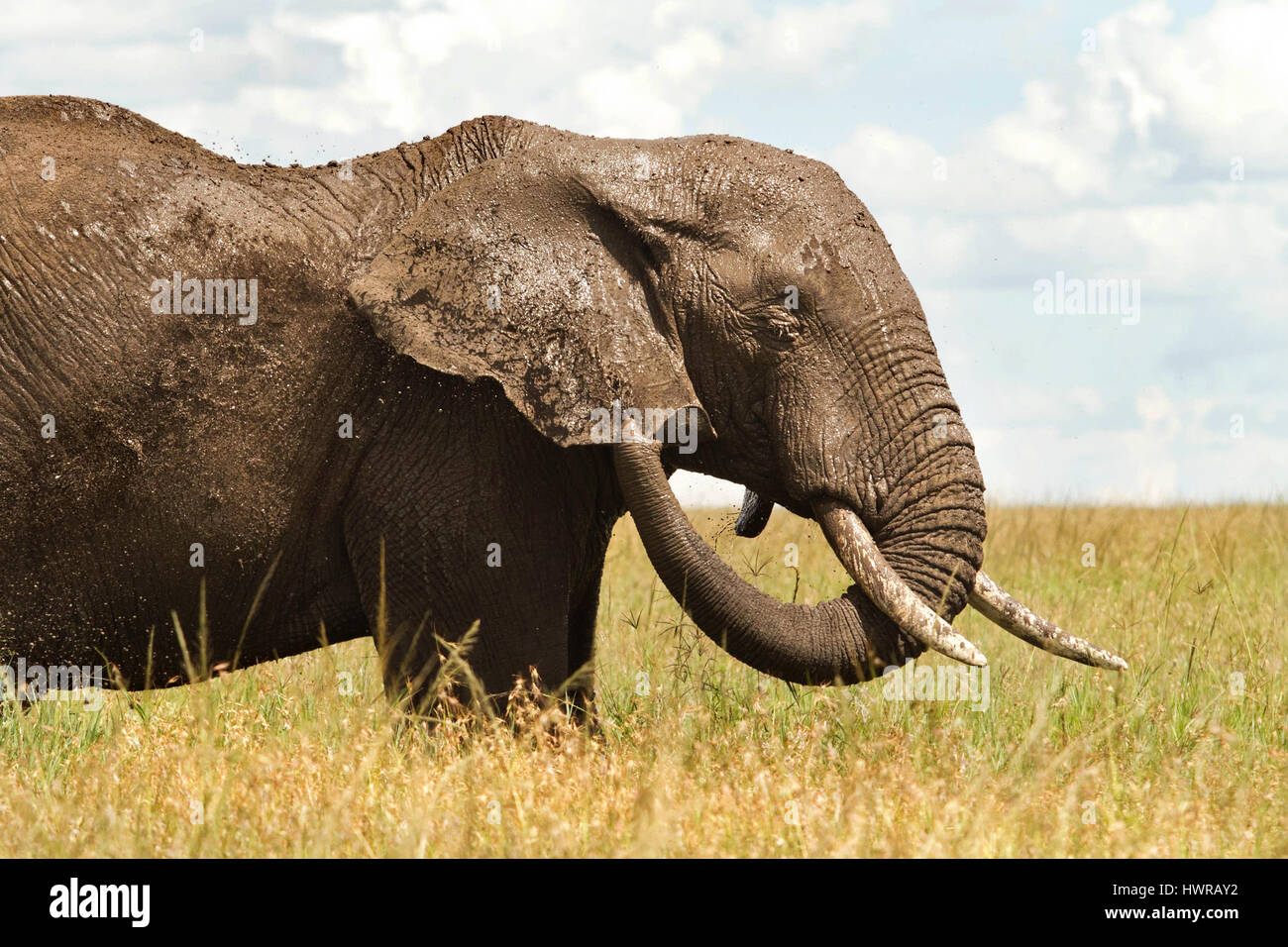Elephant cooling off with mud Stock Photo - Alamy