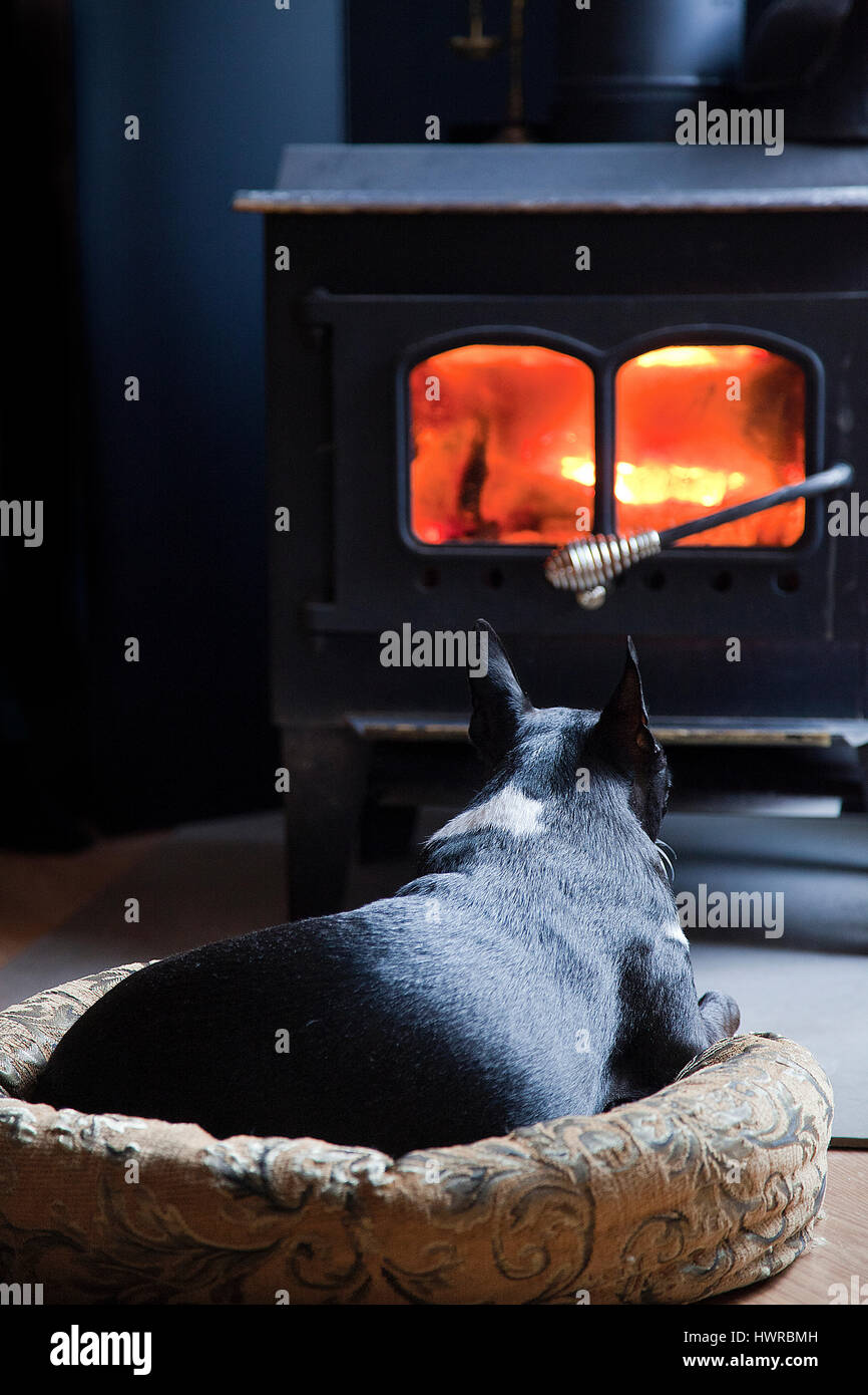 Lazy Boston Terrier Laying In Bed Front Of The Warm Wood Stove On A Cold Winter Day Lazy Boston Terrier Laying In Bed Front Of The Warm Wood Stove On A Cold Winter Day