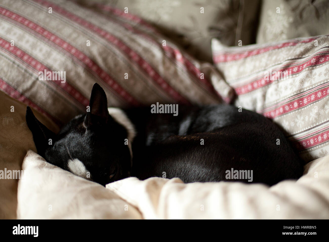 Sleeping in dog bed hi-res stock photography and images - Alamy