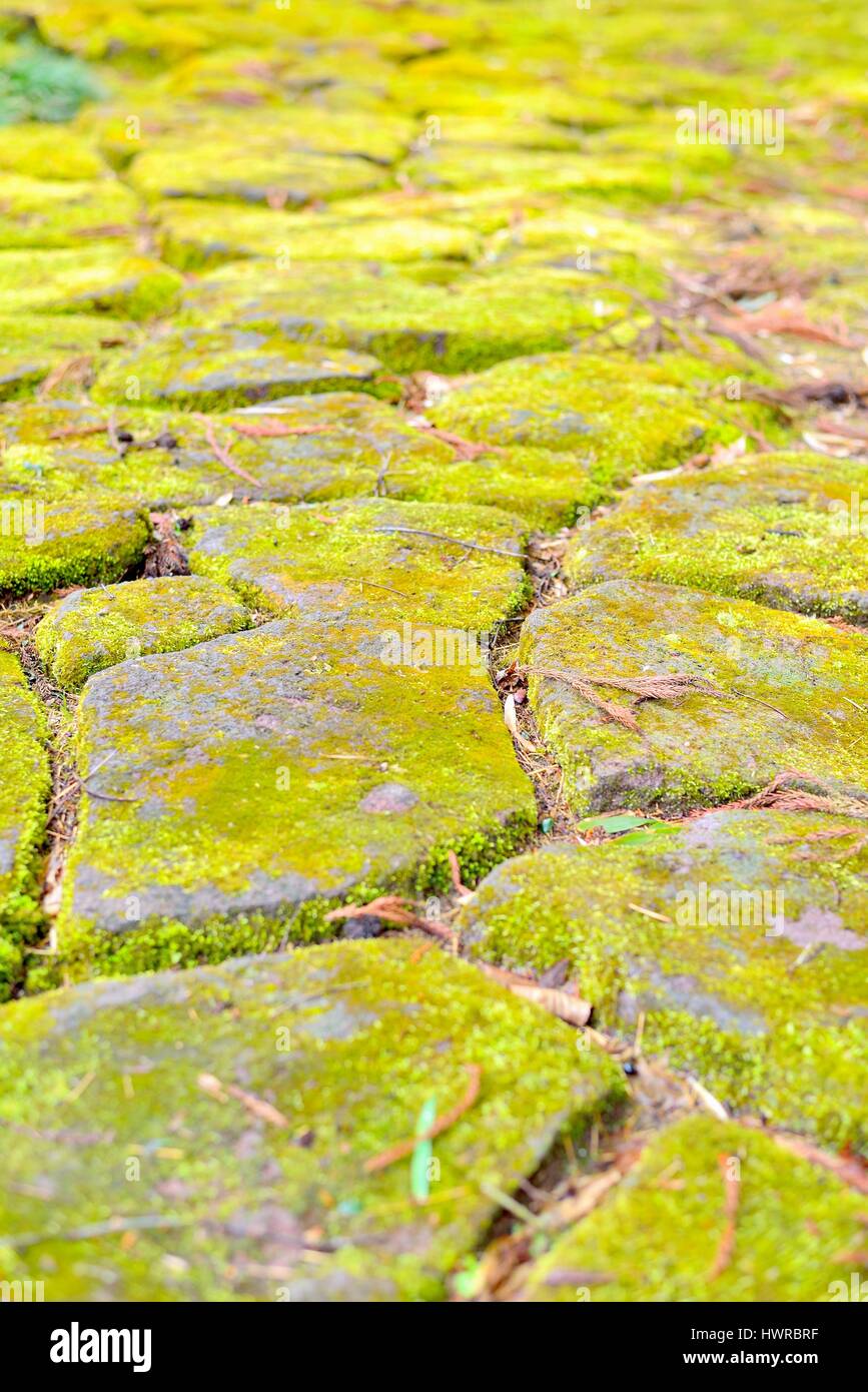 Moss on stepping stones in Japanese garden. Nara, Japan. Stock Photo