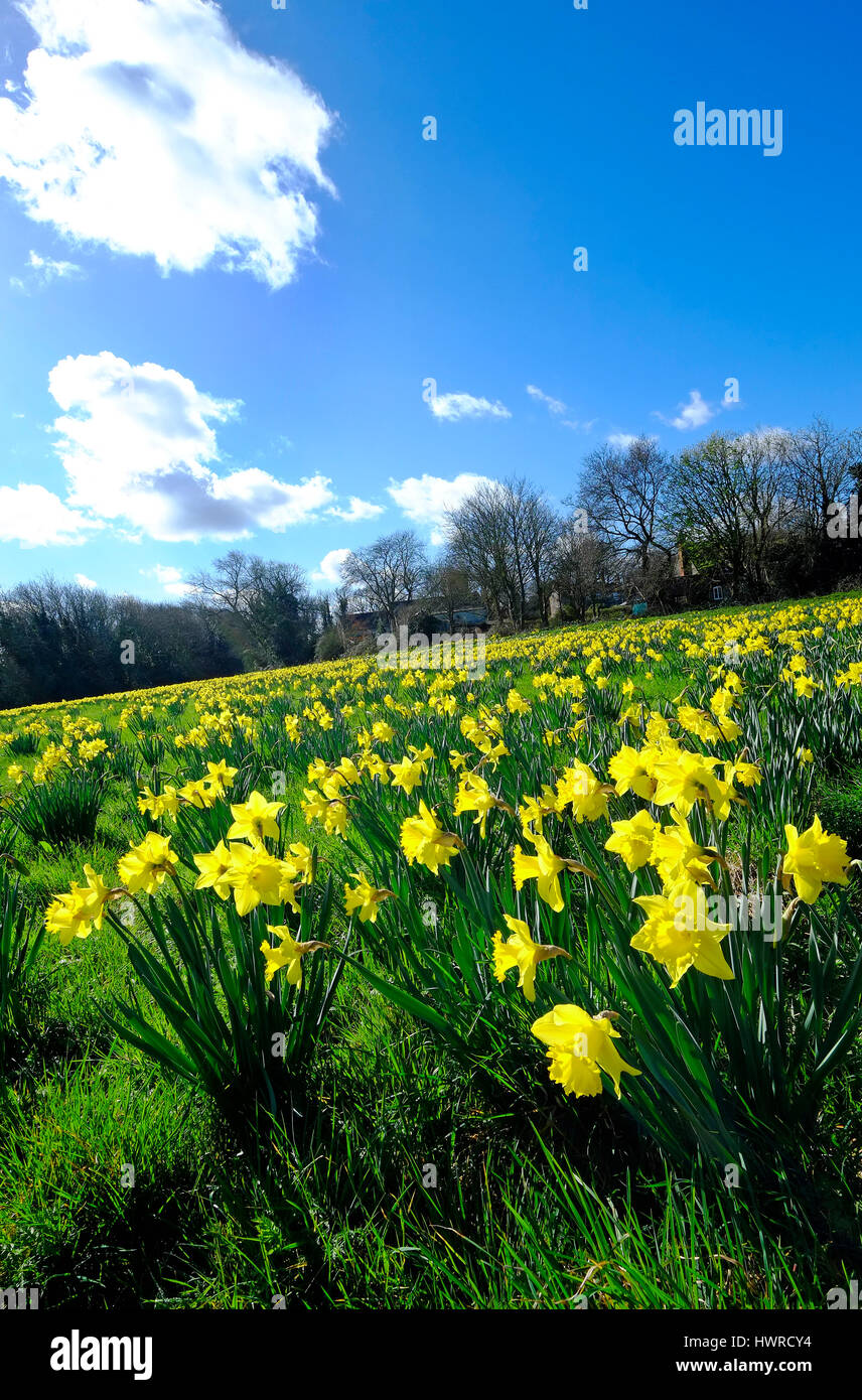 Daffodils growing in grass hires stock photography and images Alamy