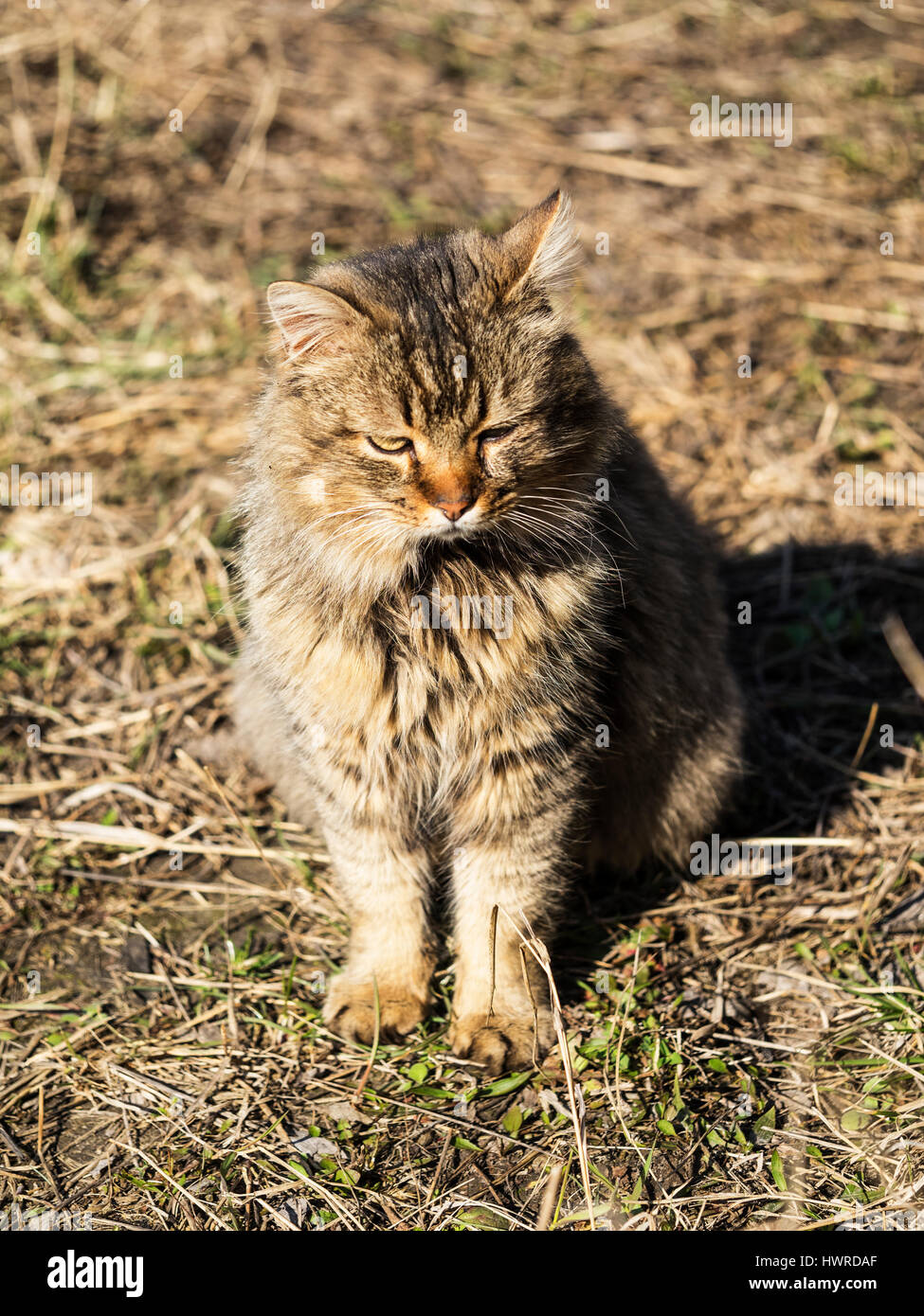 Cat outdoor portrait Stock Photo