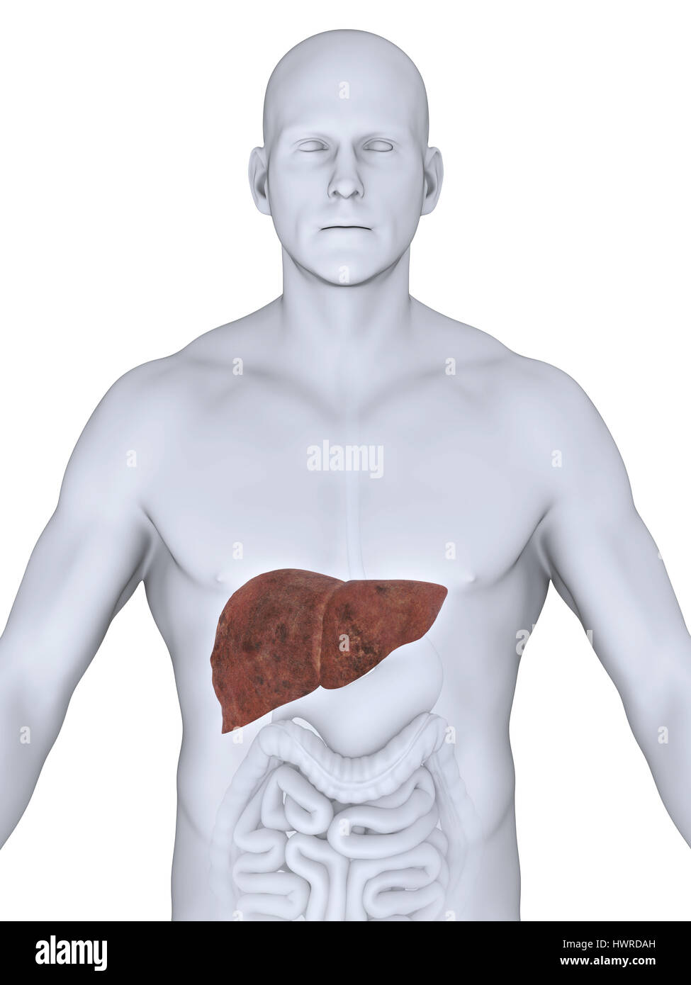 Healthy Liver Internal Human Organ Illustration Stock Illustration -  Download Image Now - Alcohol - Drink, Alertness, Anatomy - iStock