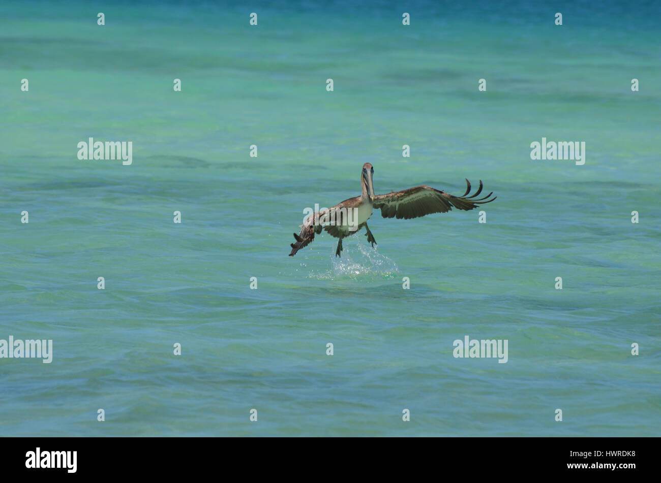 Beautiful pelican in flight over aqua tropical waters in Aruba Stock