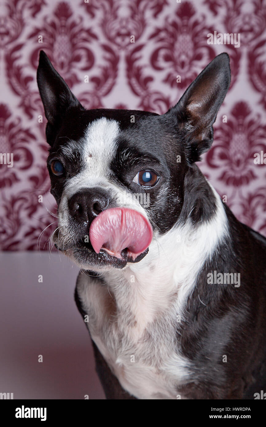Funny Boston terrier posing in the studio on a damask background with tongue sticking out. Dog Photography. Stock Photo