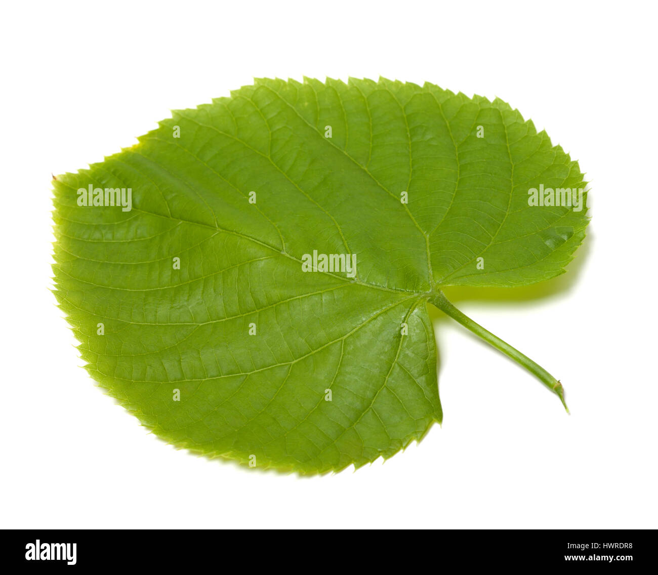 Spring linden-tree leaf. Isolated on white background Stock Photo - Alamy