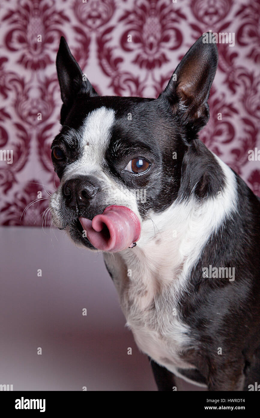 Funny Boston terrier posing in the studio on a damask background with tongue sticking out. Tongue swirl. Dog Photography. Stock Photo
