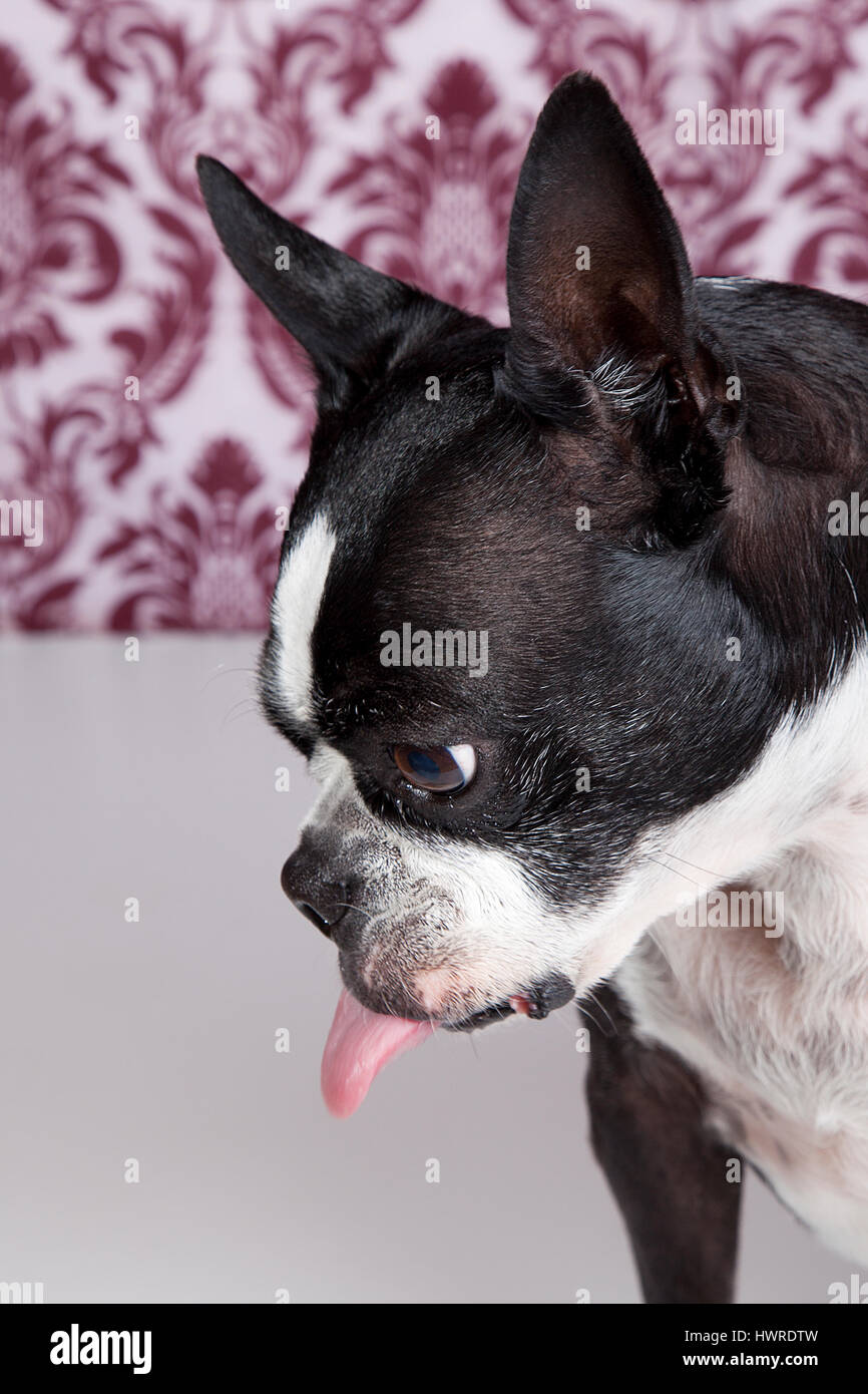 Funny Boston terrier posing in the studio on a damask background with tongue sticking out. Dog Photography. Stock Photo