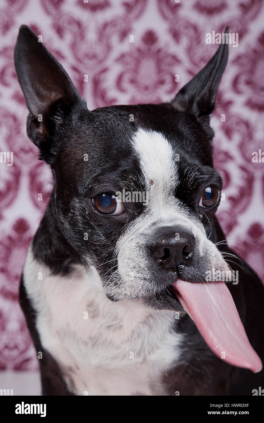 Funny Boston terrier posing in the studio on a damask background with tongue sticking out. Dog Photography. Stock Photo