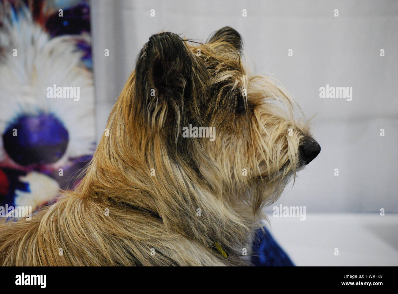 Very shaggy berger picard dog profile. Stock Photo