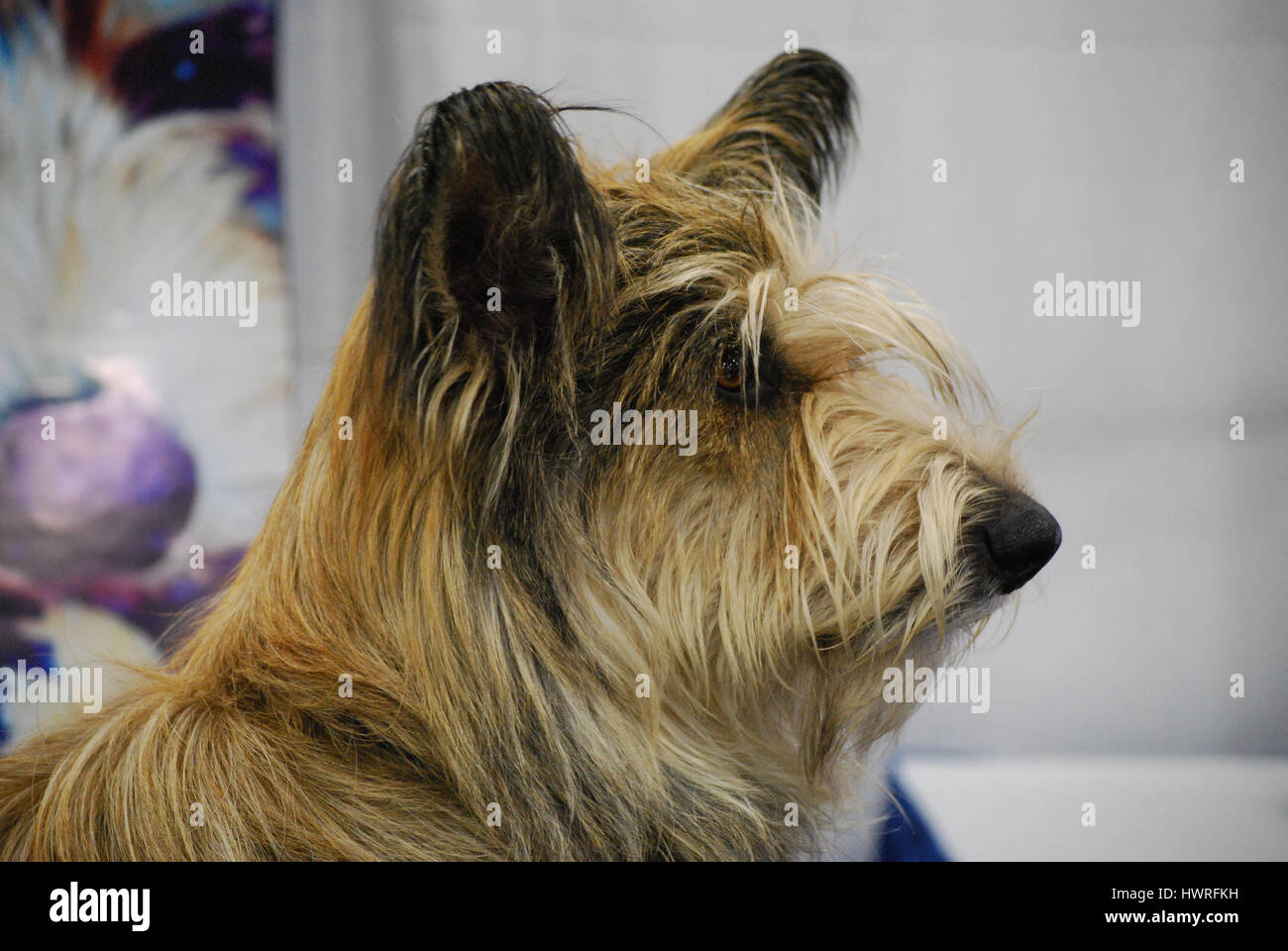 Side profile of a berger picard dog. Stock Photo