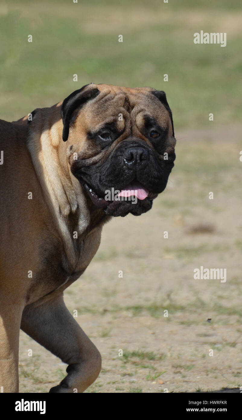 Cute bullmastiff posing for a side view as he strolls by. Stock Photo