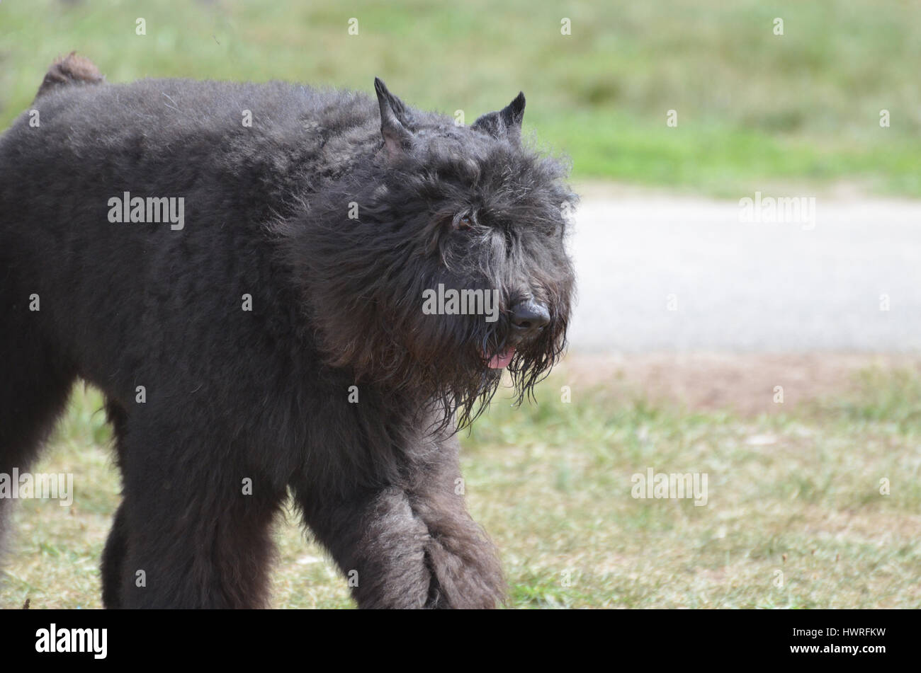 Shaggy black Bouviers des Flanders herd dog Stock Photo - Alamy