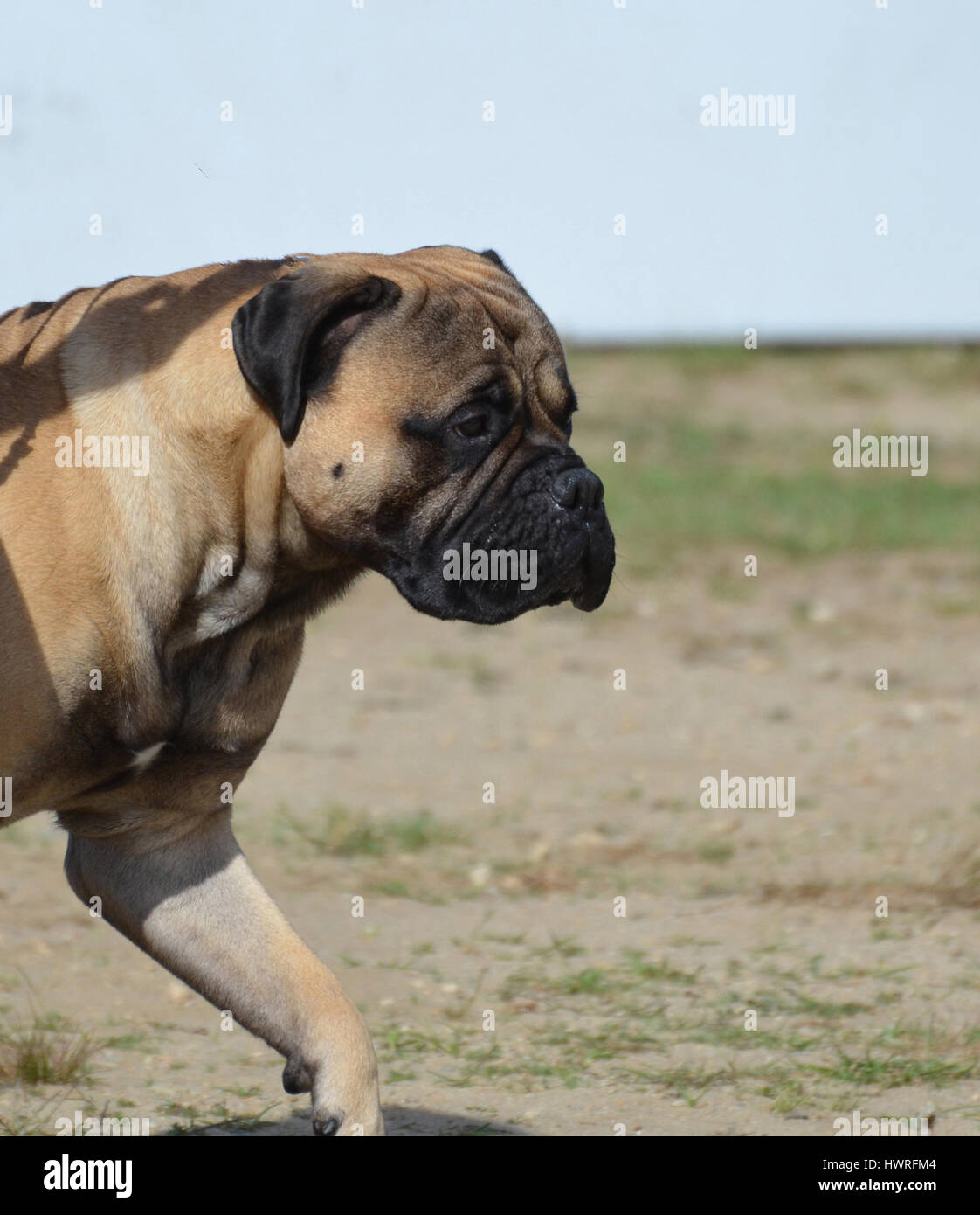 What Is Pacing In A Dog