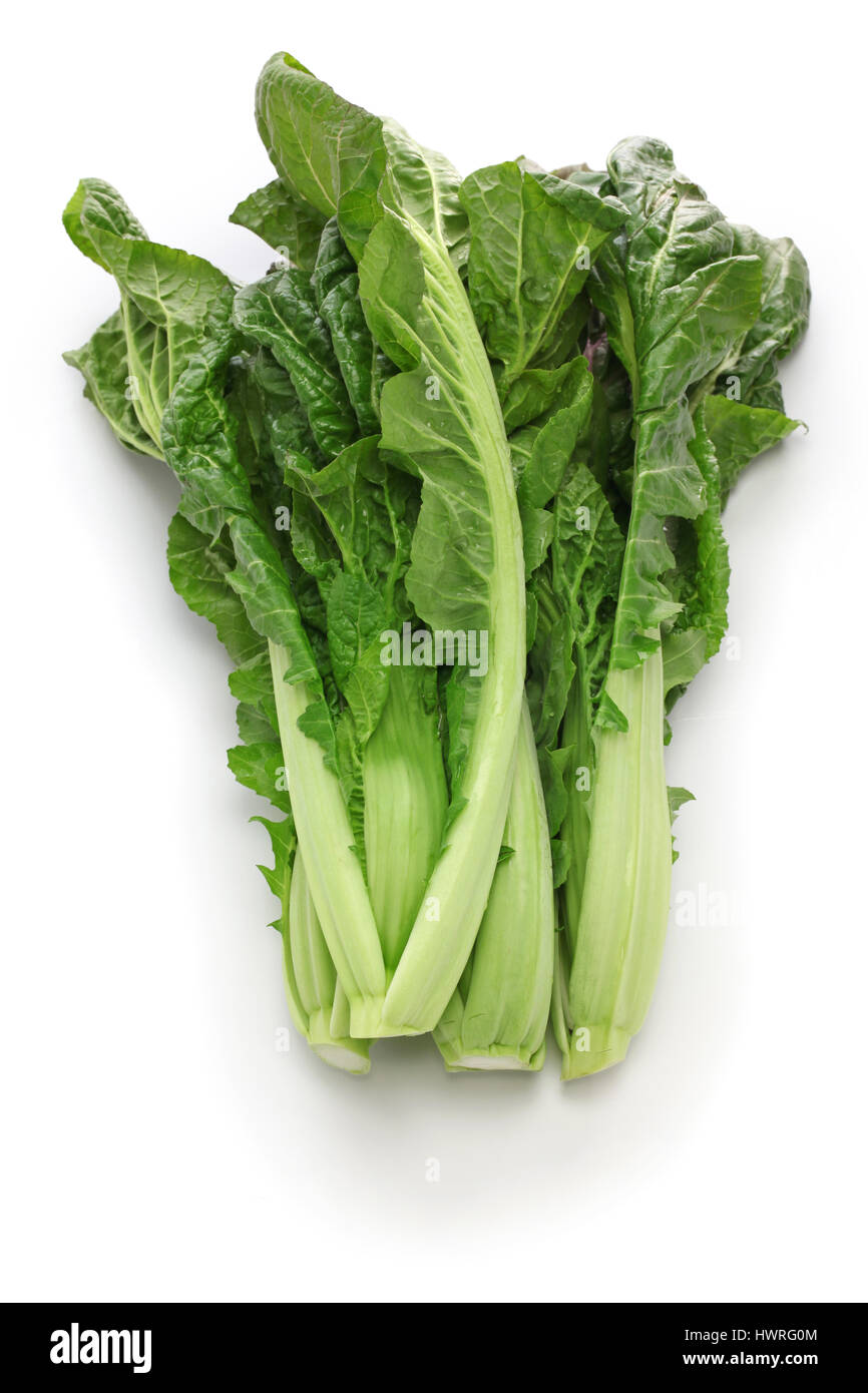 takana, brassica juncea var integrifolia, japanese leaf vegetable Stock