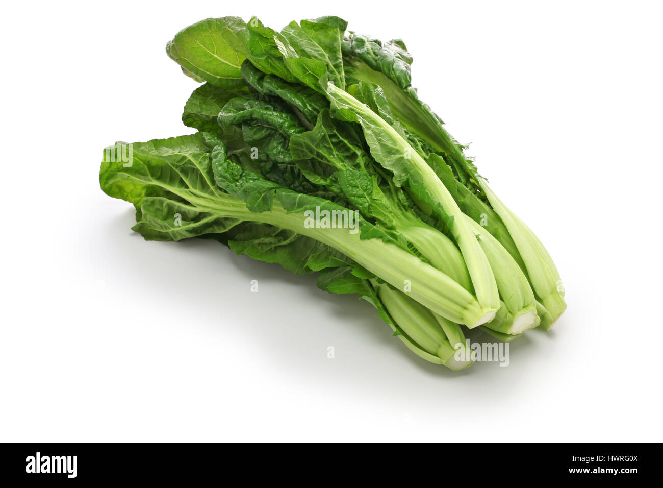 takana, brassica juncea var integrifolia, japanese leaf vegetable Stock Photo