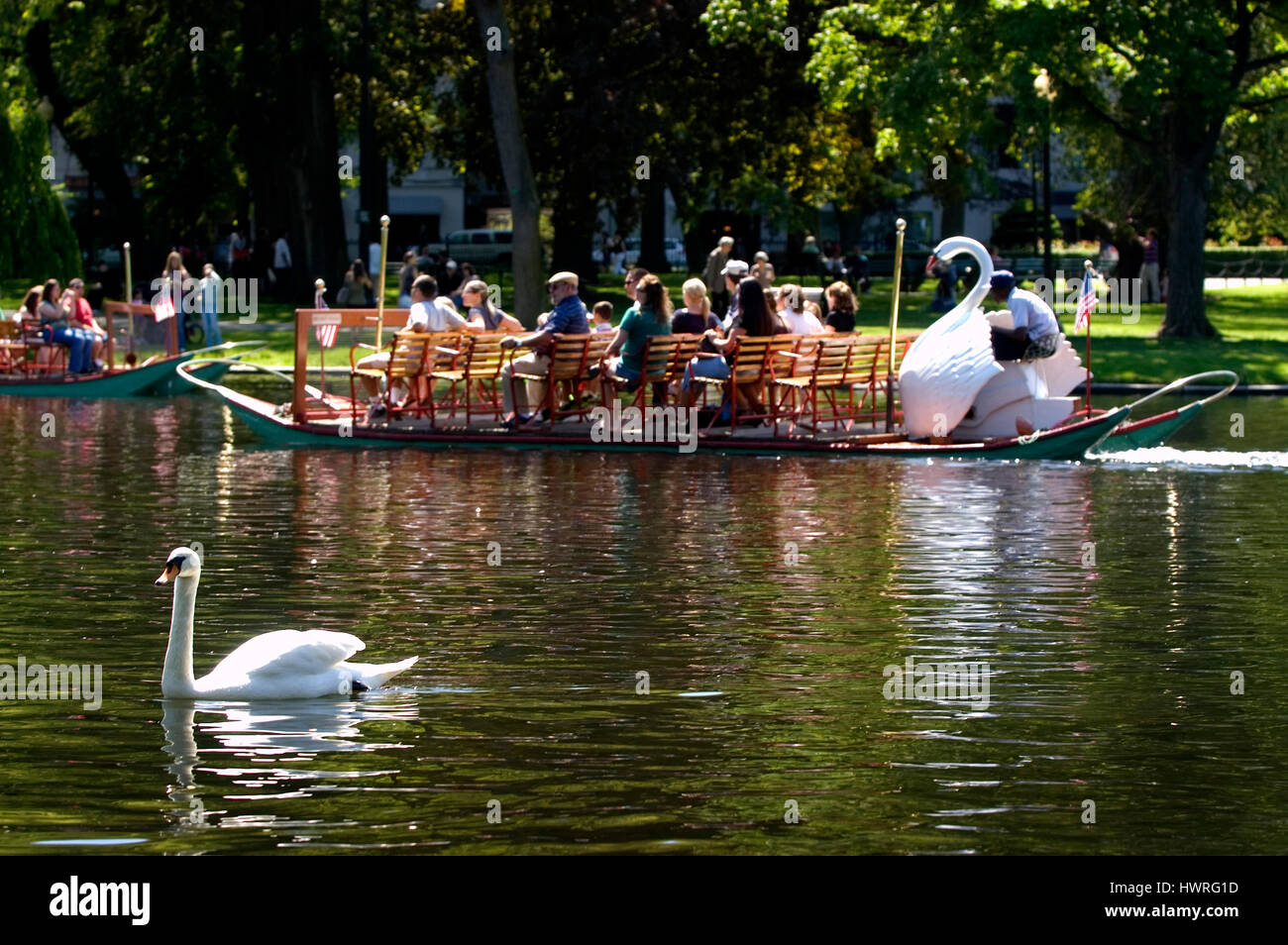 Boston Public Garden - one of the Garden's two resident swans and a swan boat. Boston, Massachusetts Stock Photo