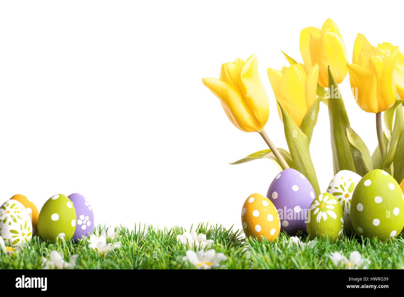 Easter eggs with yellow tulips in grass isolated on white background Stock Photo