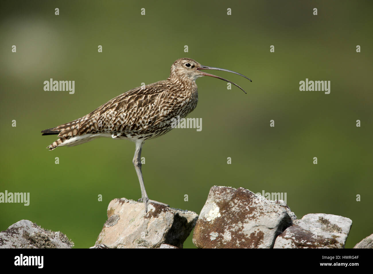 Eurasian Curlew, Numenius arquata, calling whilst perched on a drystone wall in the Yorkshire Dales Stock Photo