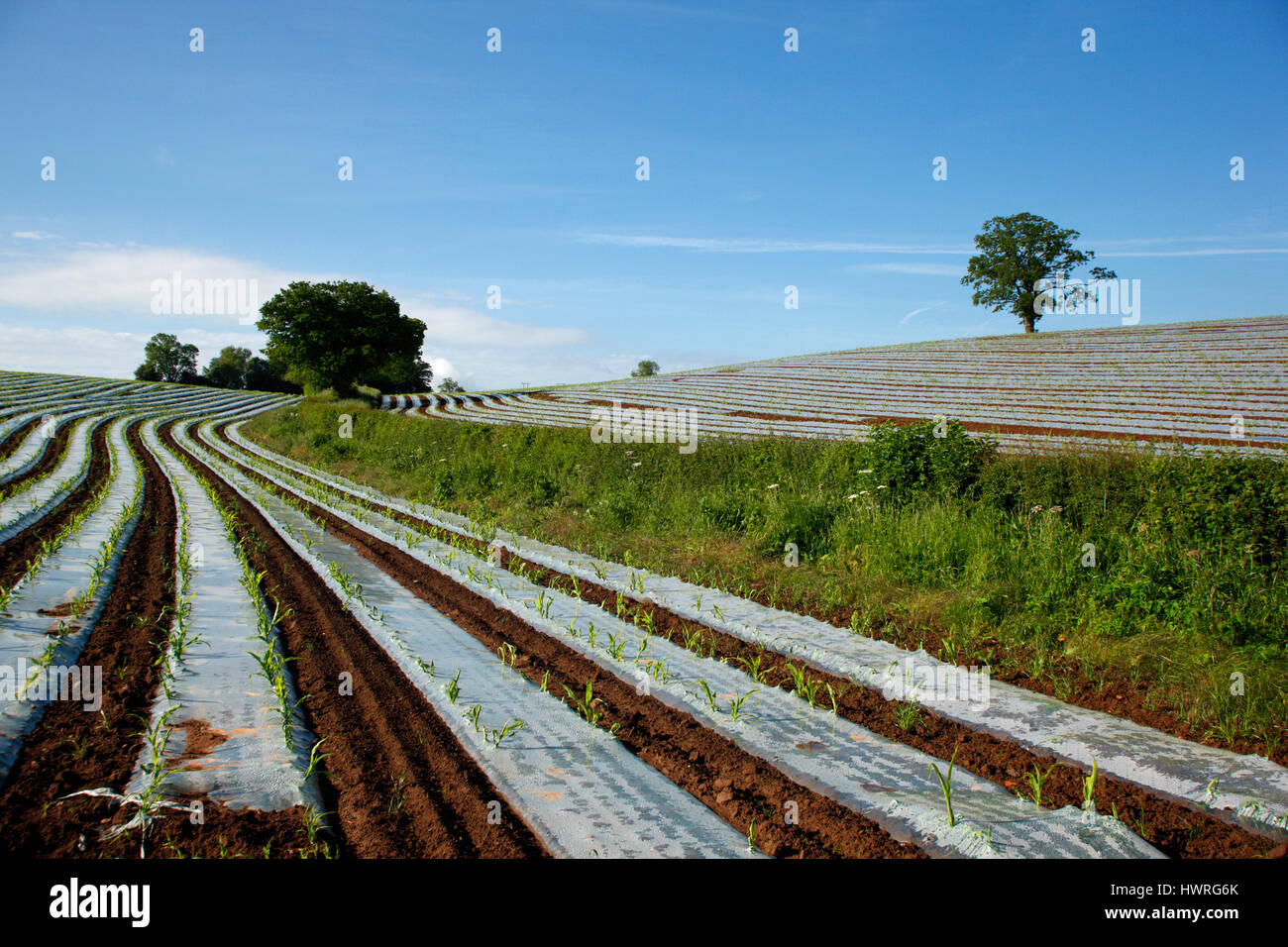 Agricultural technology, high humidity polythene propagators on open