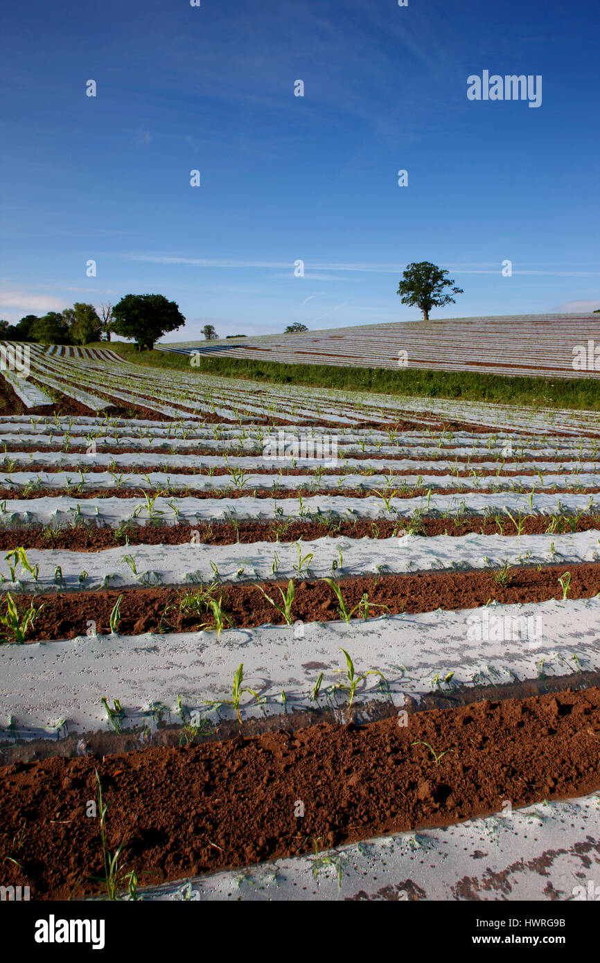 Agricultural technology, high humidity polythene propagators on open