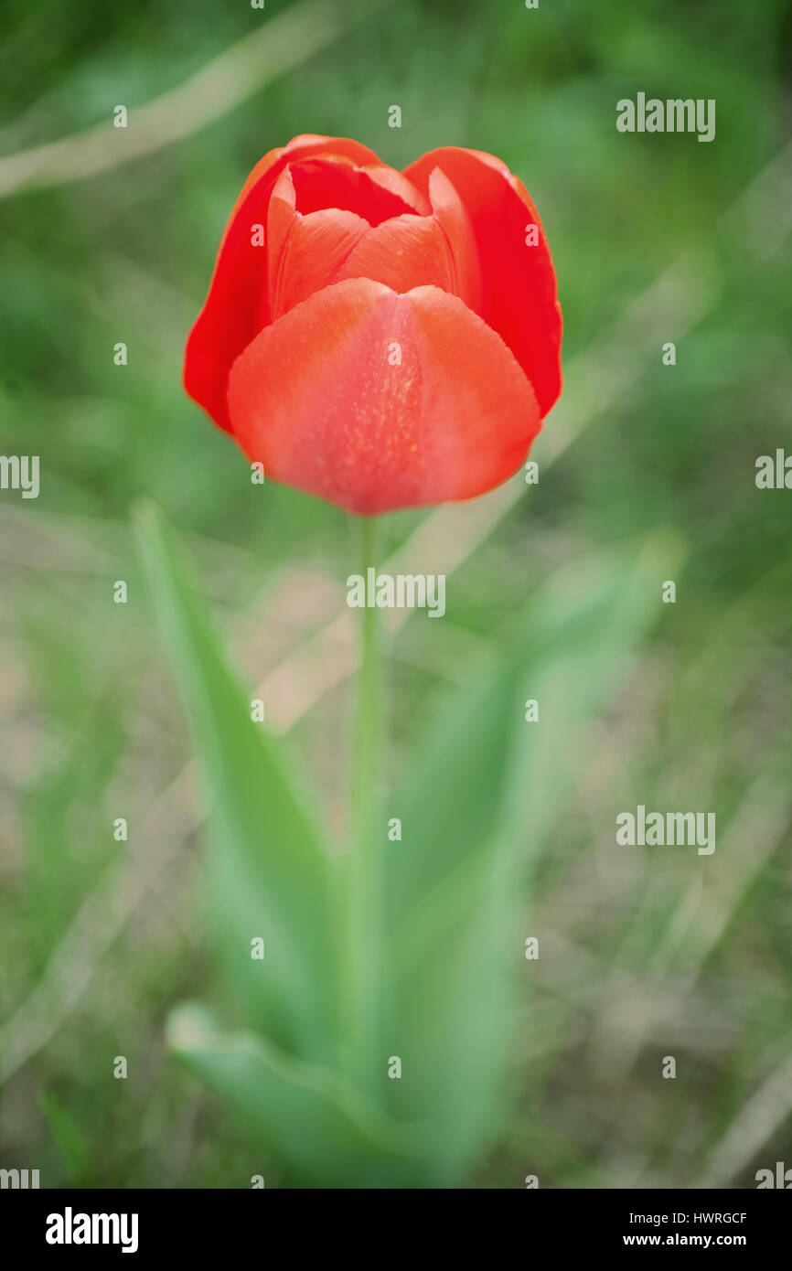 The close up view of a single red tulip over blurred green background ...