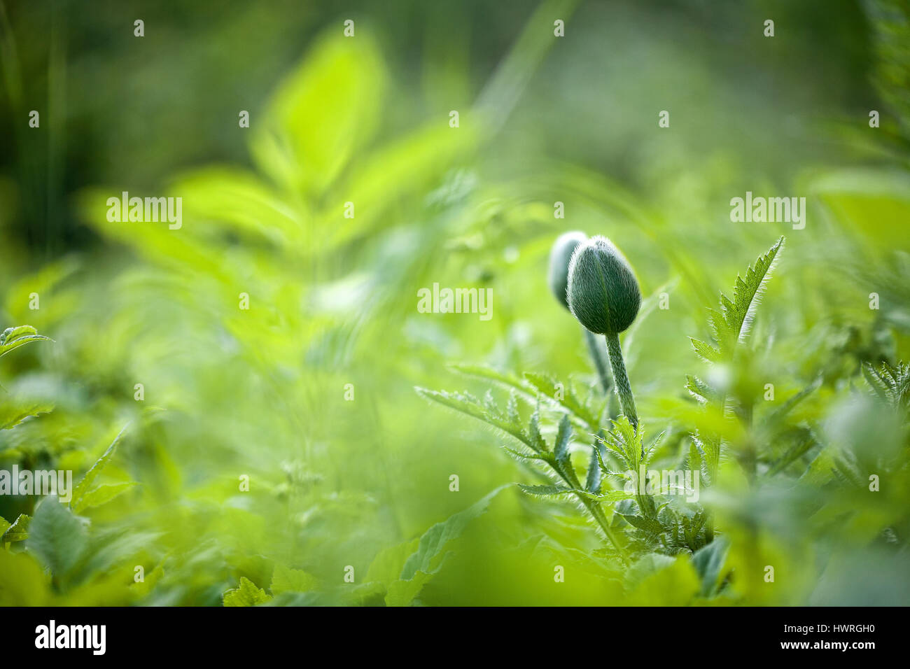 Green spring background with oriental poppy Stock Photo