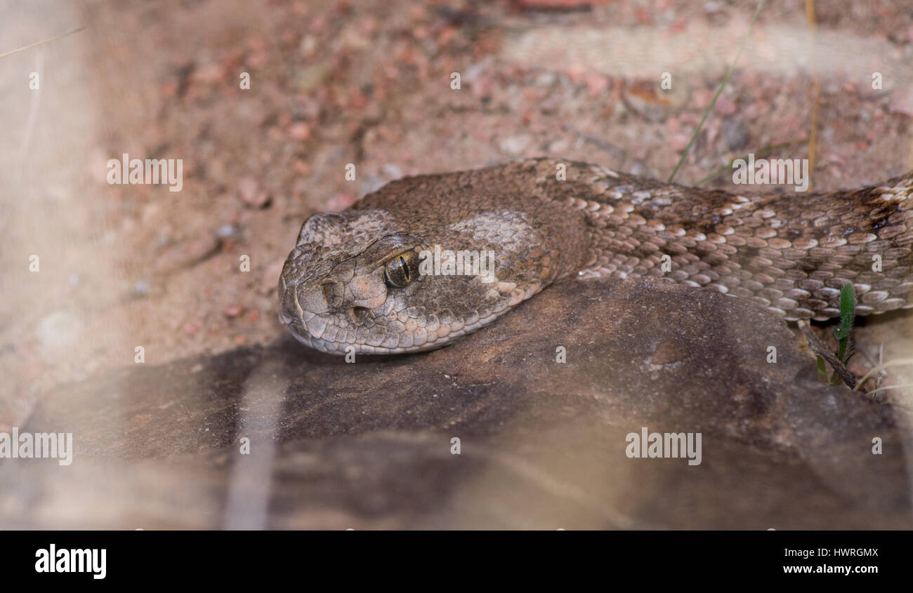 Yearling Western Diamondback Rattlesnake basking outside a den in early ...