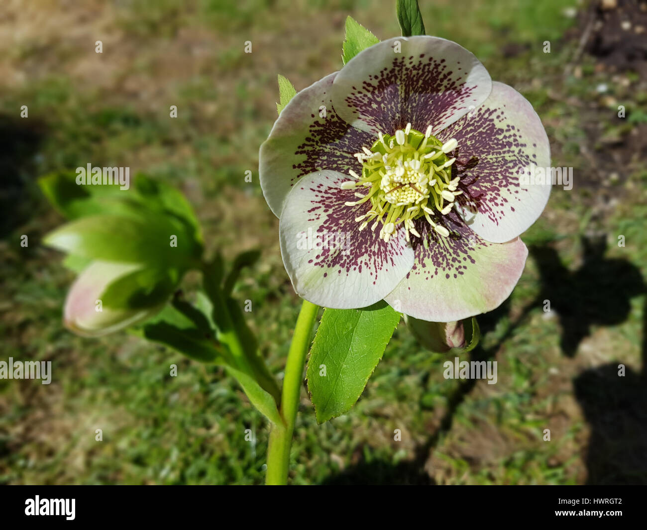 Lenzrose hires stock photography and images Alamy