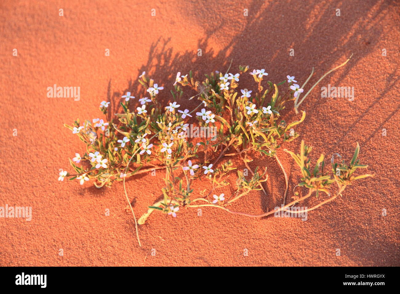 Une fleur du désert : Fleurs : Wadi Rum : Wadi Rum et mer Rouge : Jordanie  