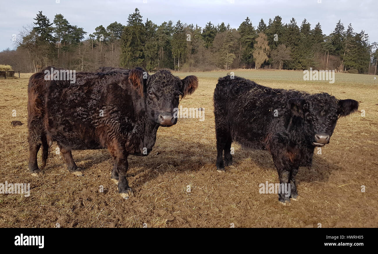 Galloway-Rind, Belted, Galloway Stock Photo - Alamy