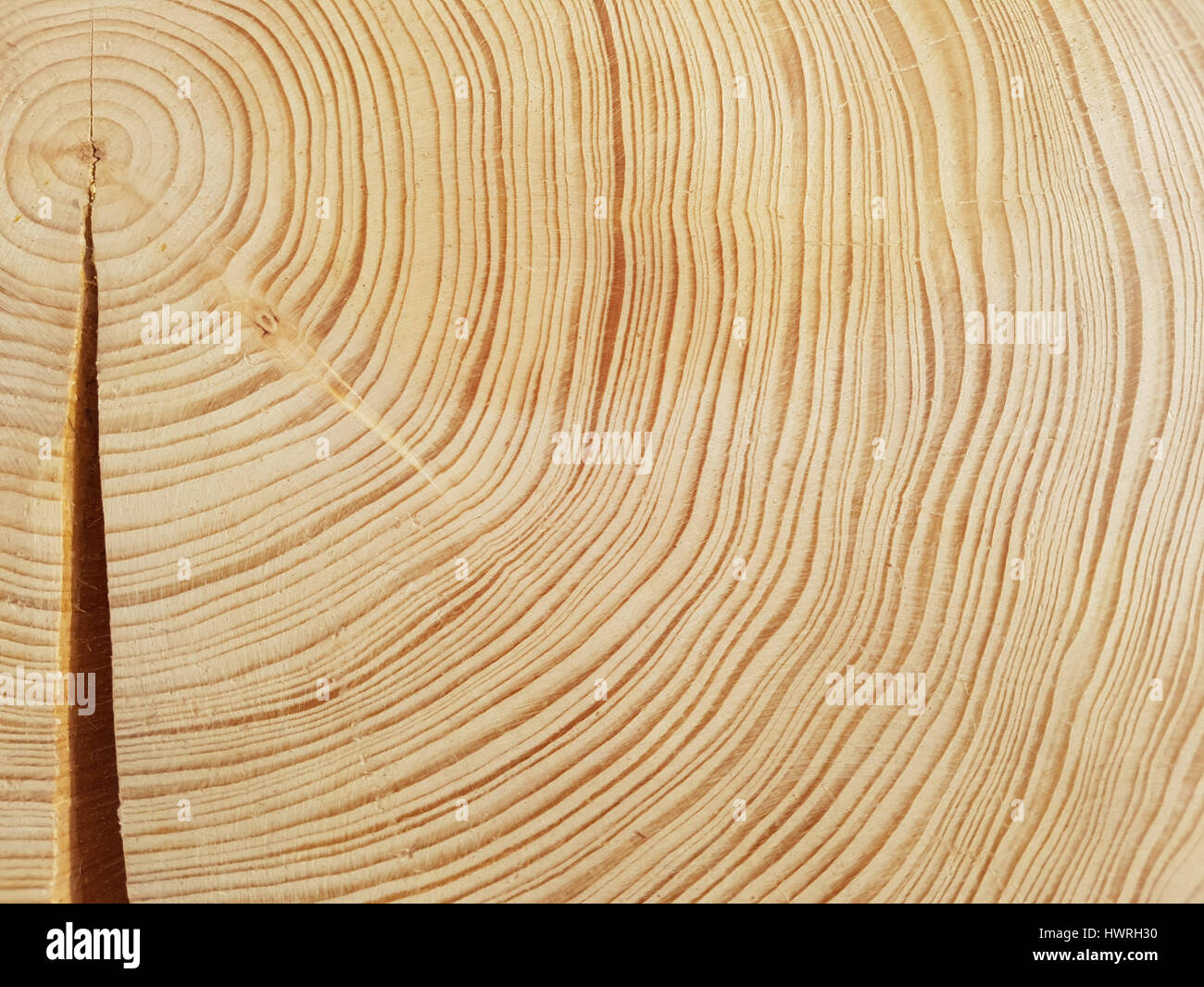 Annular Tree Rings High Resolution Stock Photography and Images - Alamy