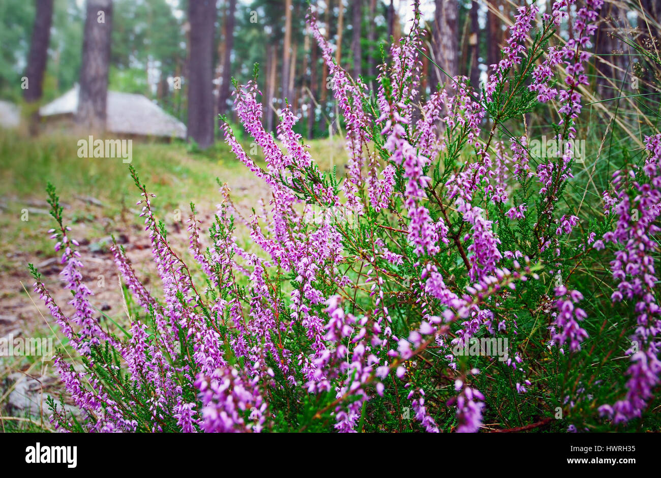 Close-up of a Heather or ling bush - a low-growing evergreen Eurasian ericaceous shrub (Calluna vulgaris) with small, bell-shaped purple flowers Stock Photo