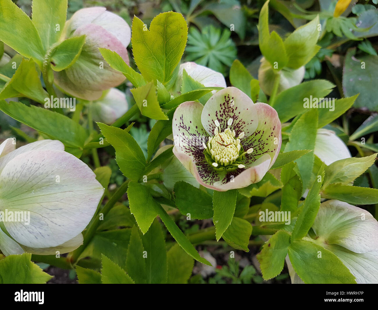Lenzrose hires stock photography and images Alamy