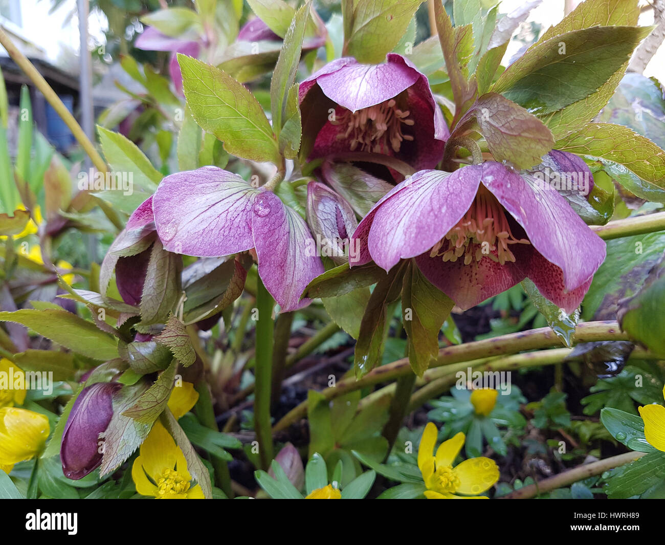 Purpur rose hi-res stock photography and images - Alamy