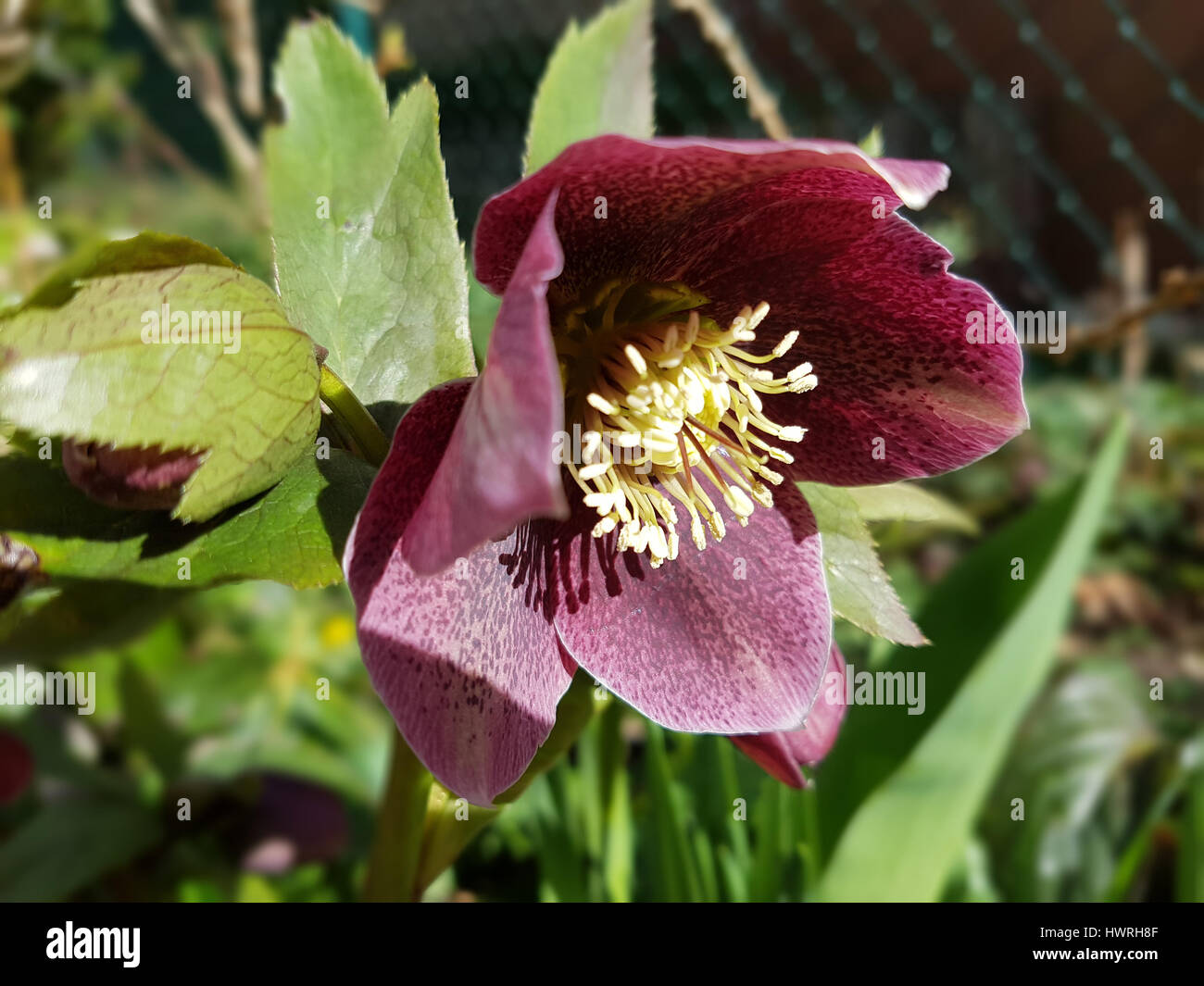 Purpur rose hi-res stock photography and images - Alamy