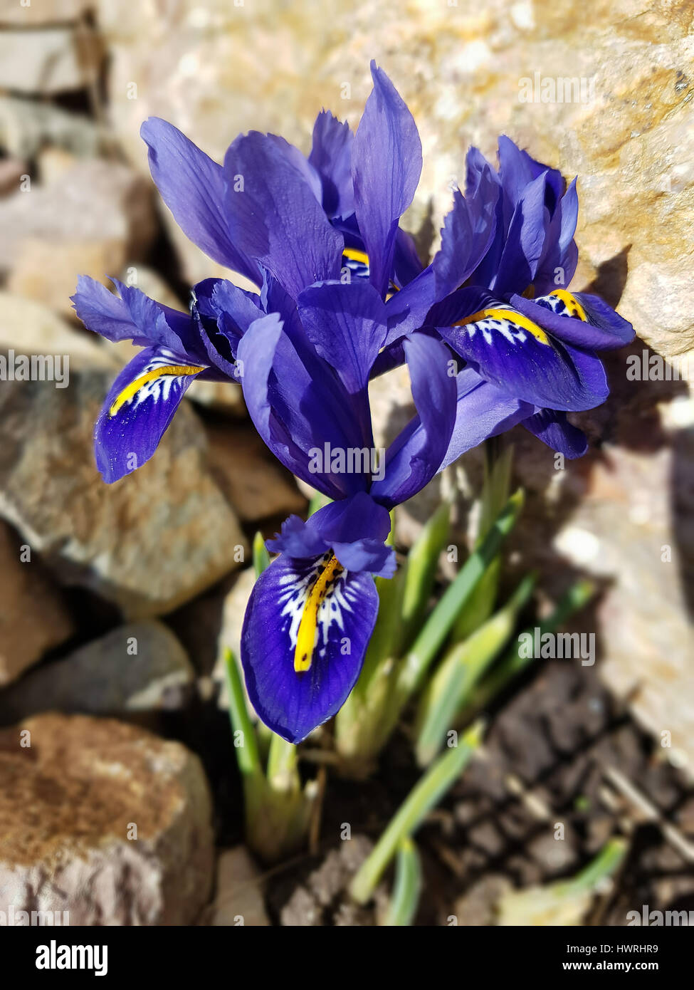 Zwergiris, Iris, reticulata Stock Photo