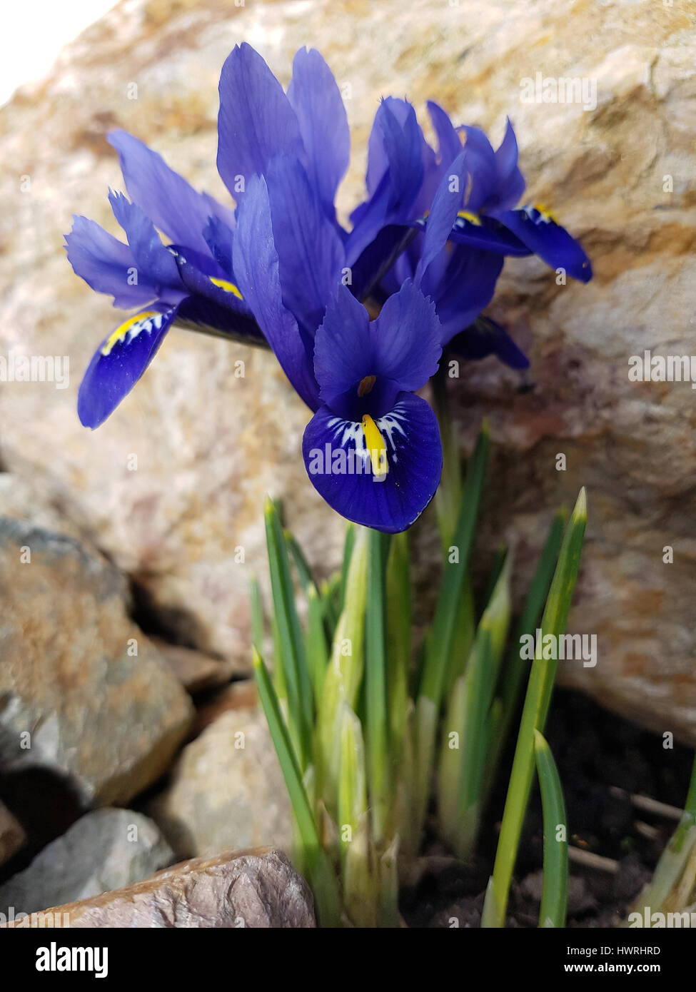 Zwergiris, Iris, reticulata Stock Photo