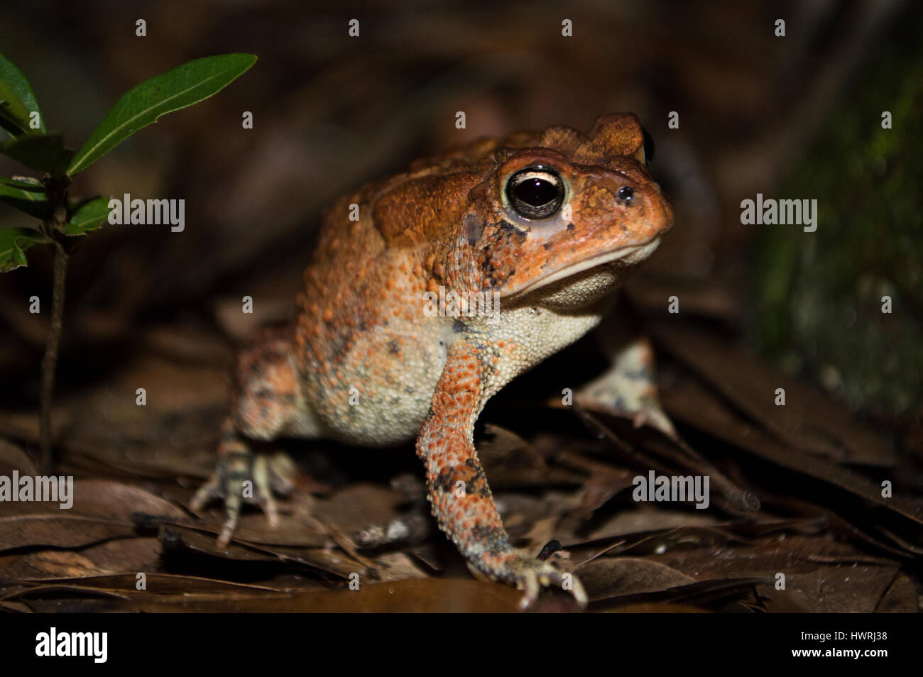 Southern Toad (Anaxyrus terrestris) in Ocala, Florida Stock Photo
