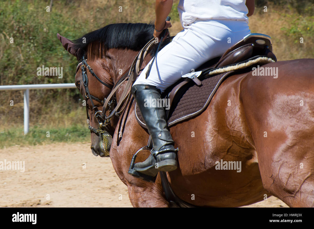 Walk with thoroughbred horse. Stock Photo