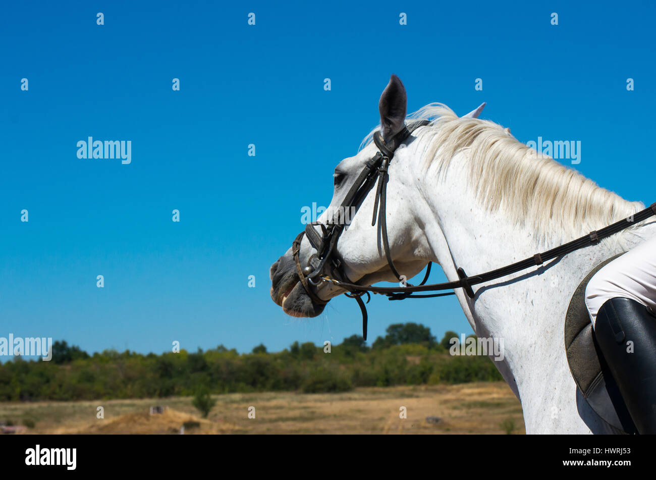 Horseback riding. Walk with horse in nature. Stock Photo