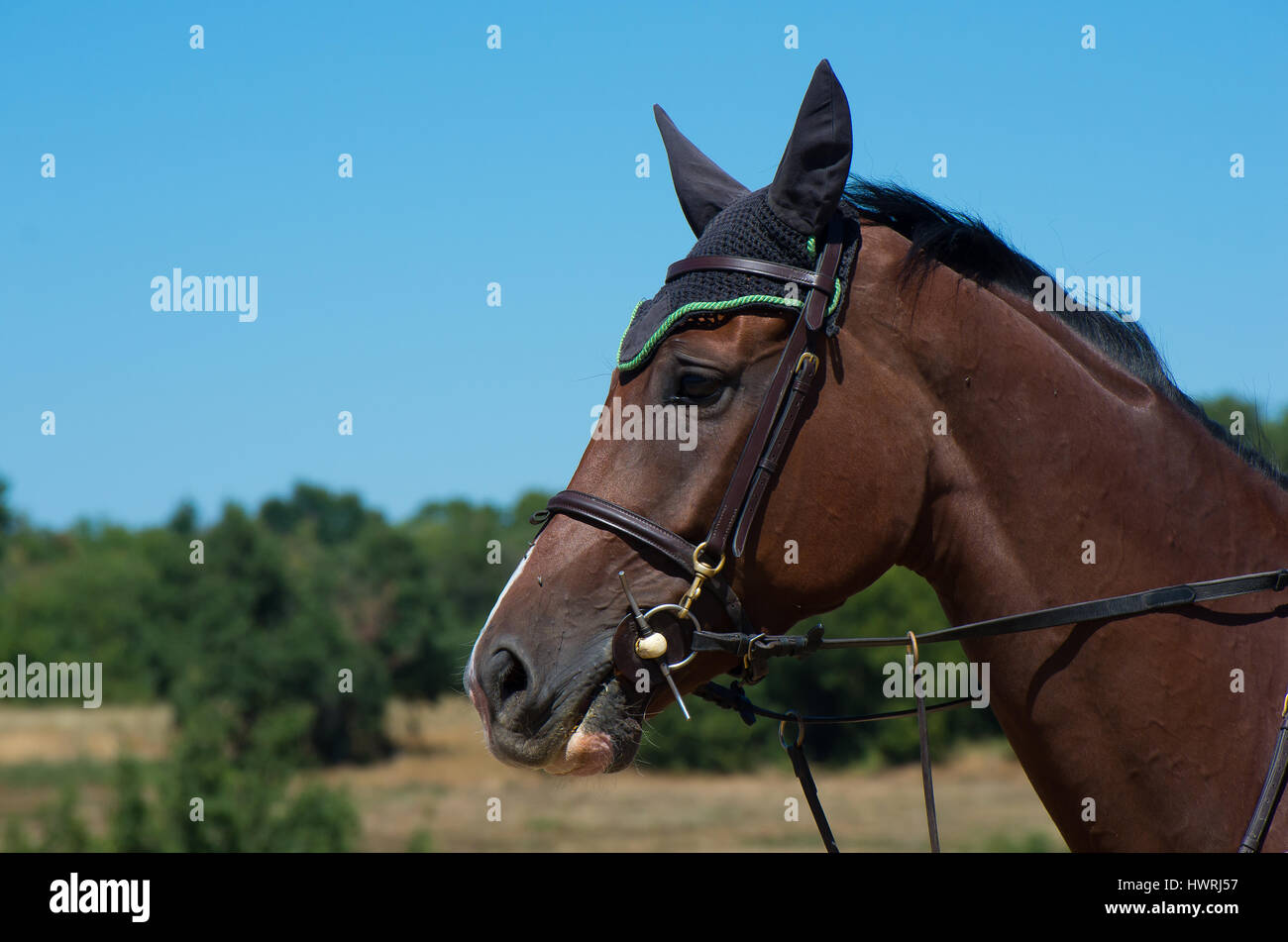 Head of racehorse. Stock Photo