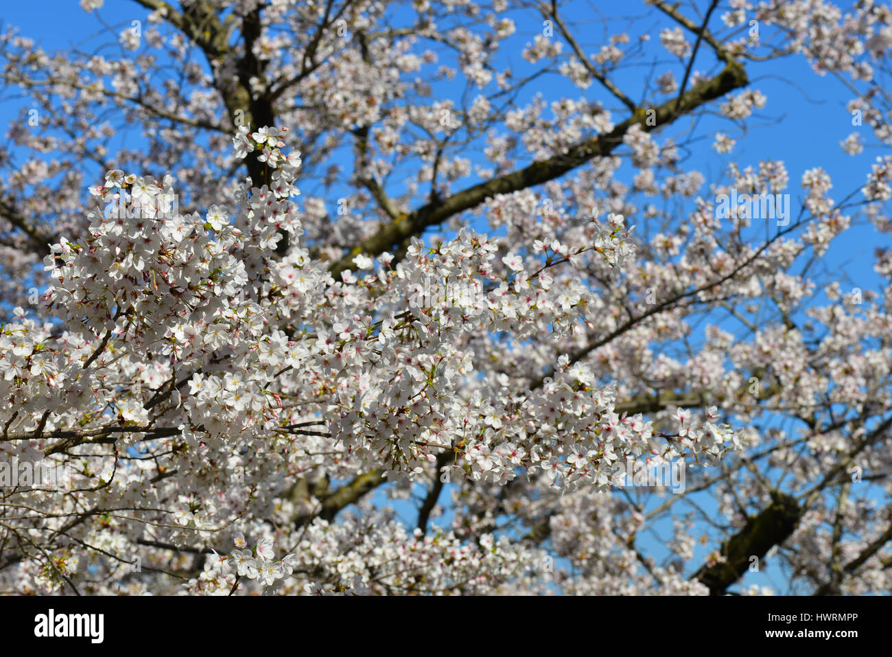 Japanese cherry tree blossom with blue sky in spring Stock Photo - Alamy