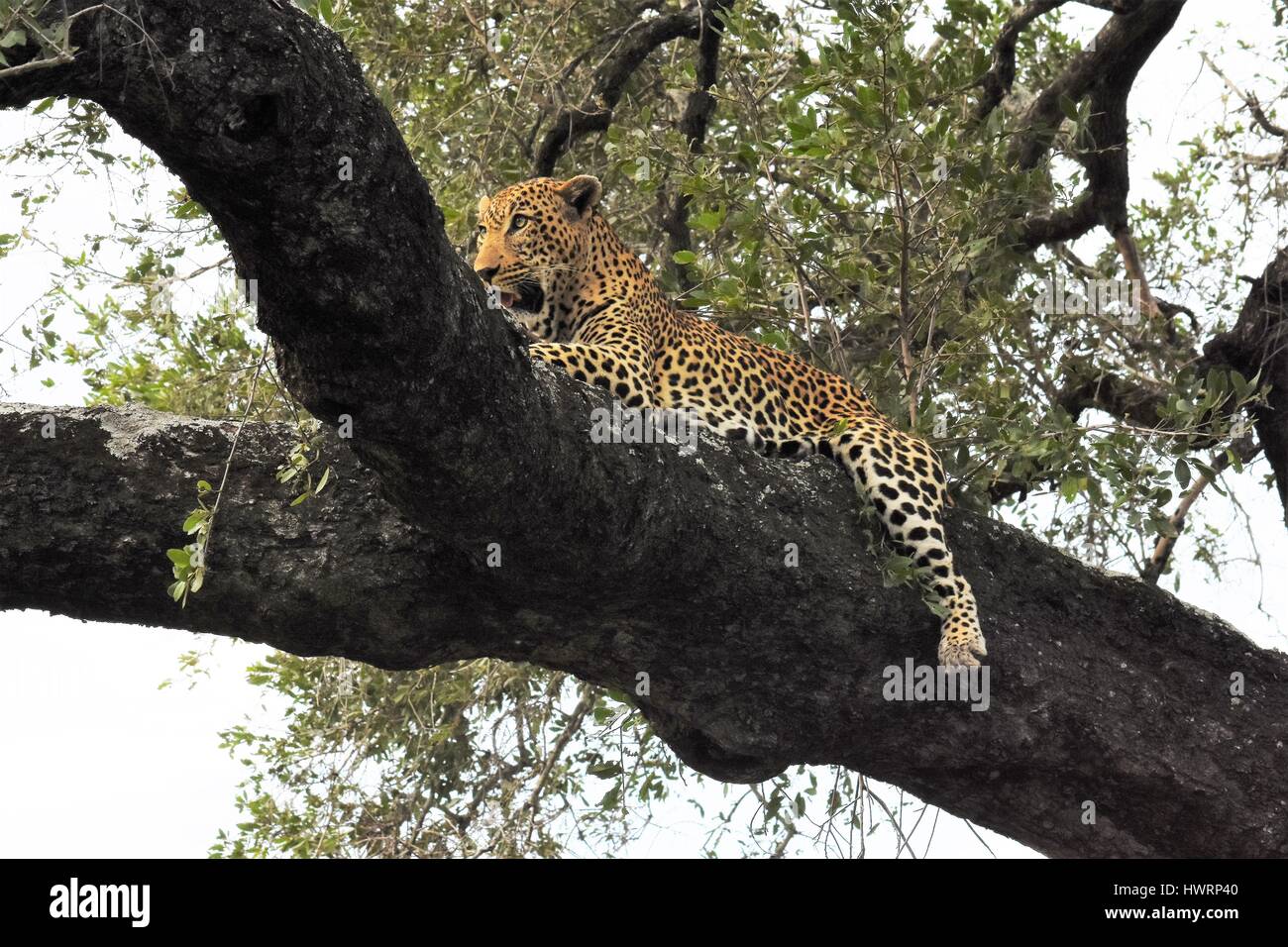 Leopard laying on tree branch Stock Photo